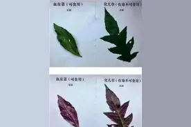 长相有迷惑性，食用会中毒！进入有毒野菜引发中毒高峰期图片