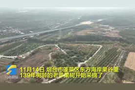 硕果累累 烟台市蓬莱区139岁“高龄”苹果树今日迎来采摘图片