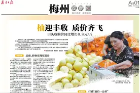 田头收购价同比增长0.8元/斤！梅州“柚”迎丰收 质价齐飞图片