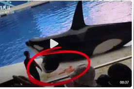 上海一海洋公园虎鲸表演时受伤流血，客服回应图片