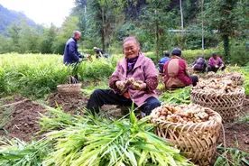 图片新闻|黔江：小黄姜采挖忙图片