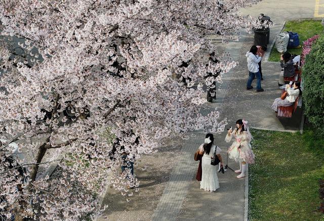 曲江池畔春意盎然