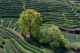 好评中国丨何以中国，“福”字满天下图片