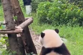 可可爱爱！花花和谭爷爷的对峙瞬间图片
