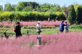 国庆假期北京公园纳客约1221万人次，这个公园的粉红花海绝了图片