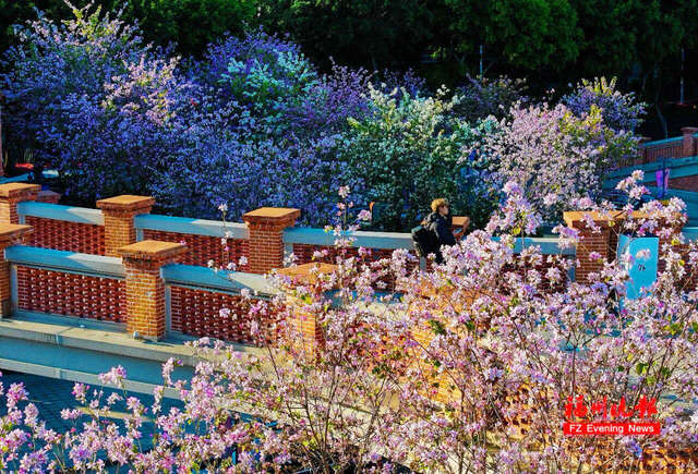 绝美！福州网红打卡地，火了！很多人正赶去……