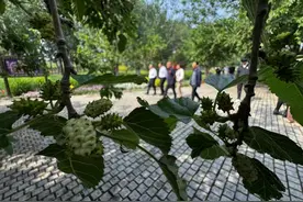 “桑椹紫”遇上Z世代！这届北京大兴安定古桑文化月“酿”出农文旅新次元图片