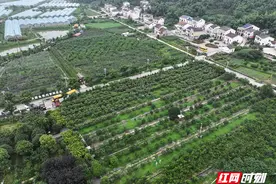 果香里的乡村振兴——岳阳国企生态果园蹚出农旅融合新路图片