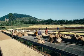 在非洲建园区的中国人：“三年就能回本”图片