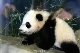 大熊猫一年的租金为100万美元图片