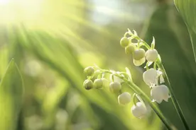 家庭记事｜姐姐温暖了我的童年图片