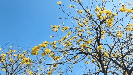 金色花海限时上线，错过等一年