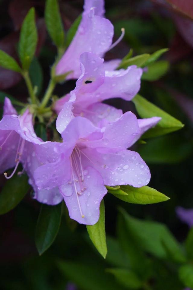 开了！开了！福州开了成片杜鹃花海！快上鼓岭