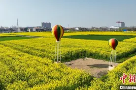 湖北江陵：油菜全产业链铺就乡村振兴路图片