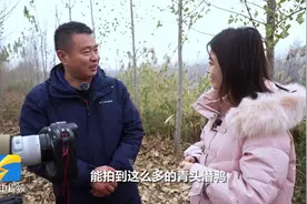 2023候鸟迁徙｜ 野生鸬鹚施展捕鱼绝技青头潜鸭筑巢繁殖 东平湖成珍鸟幸福乐园图片