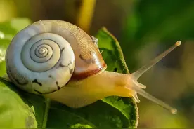 为什么我建议你多吃点这些“大鼻涕”图片