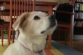 病因不明！美国多地暴发神秘犬类疾病，最快24小时变肺炎图片