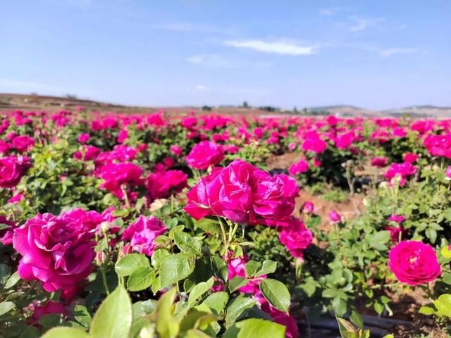 赏花图鉴｜迤谷花海，藏在宣威永安的田园诗行