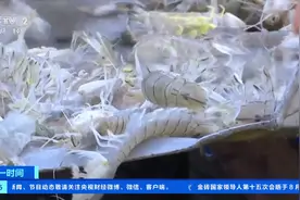 广西南宁海鲜物美价廉：皮皮虾价格腰斩，花蟹成抢手货图片