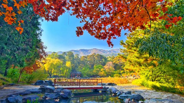 于香山叶脉间，读懂了这座城的秋天