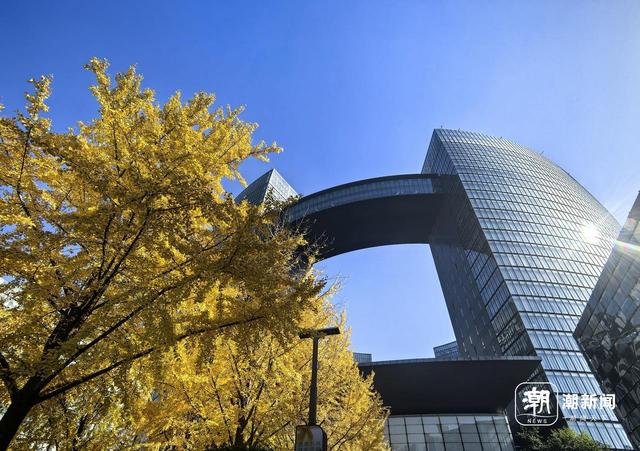 限定金色浪漫！杭州这处新晋银杏打卡点火了，坐标市民中心