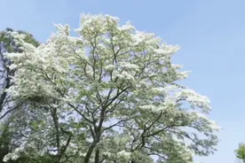 只开十天，黄陂200岁流苏树惊艳绽放图片