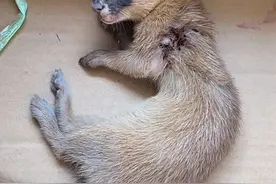 即墨市民救助受伤黄鼠狼 无奈其伤势过重未能救活图片