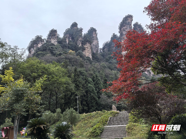 “霜叶红于二月花” 张家界国家森林公园初冬绚烂枫叶迎客来