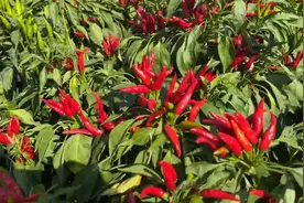 红红火火挂枝头 费县辣椒喜丰收图片