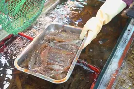 “想吃最好现在买！”鲜虾大量上市，价格未受降雨影响图片