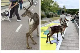 上海徐汇滨江有人遛驯鹿？来自附近商场宠物乐园，滨江管理方：对另类异宠加强管理，必要时劝退图片