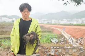 竹山县接力救助国家一级保护动物海南鳽图片