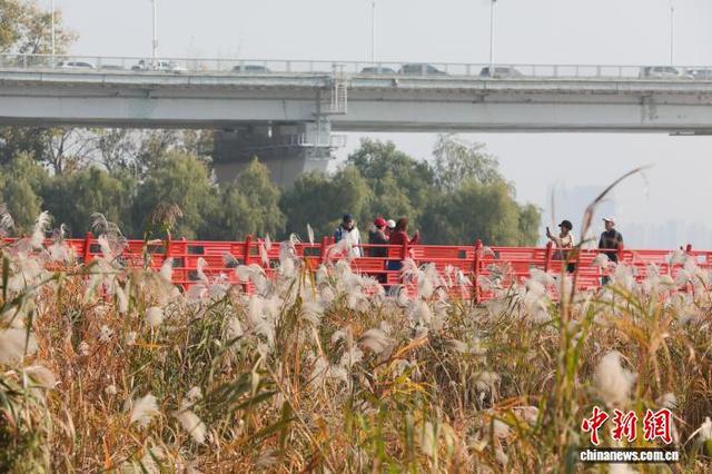 湖北武汉：芦荻花开引人入胜
