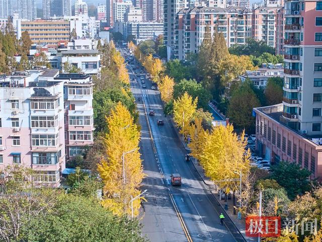 武汉这条“鎏金大道”美出圈，阳光滤镜加持每一帧都超治愈！