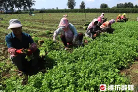 香菜，大丰收！图片
