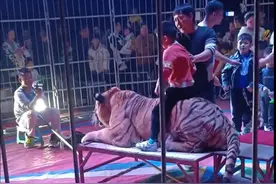 马戏团表演，孩子们排队骑老虎拍照？警方：已前往调查图片
