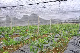 大新：小小“绿枝条” 致富产业新路径图片