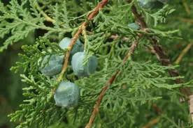 侧柏：古韵厚重的北京市树图片