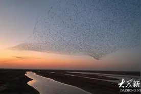 如绸缎、似游龙，黄河入海口湿地上空出现壮观“鸟浪”现象图片
