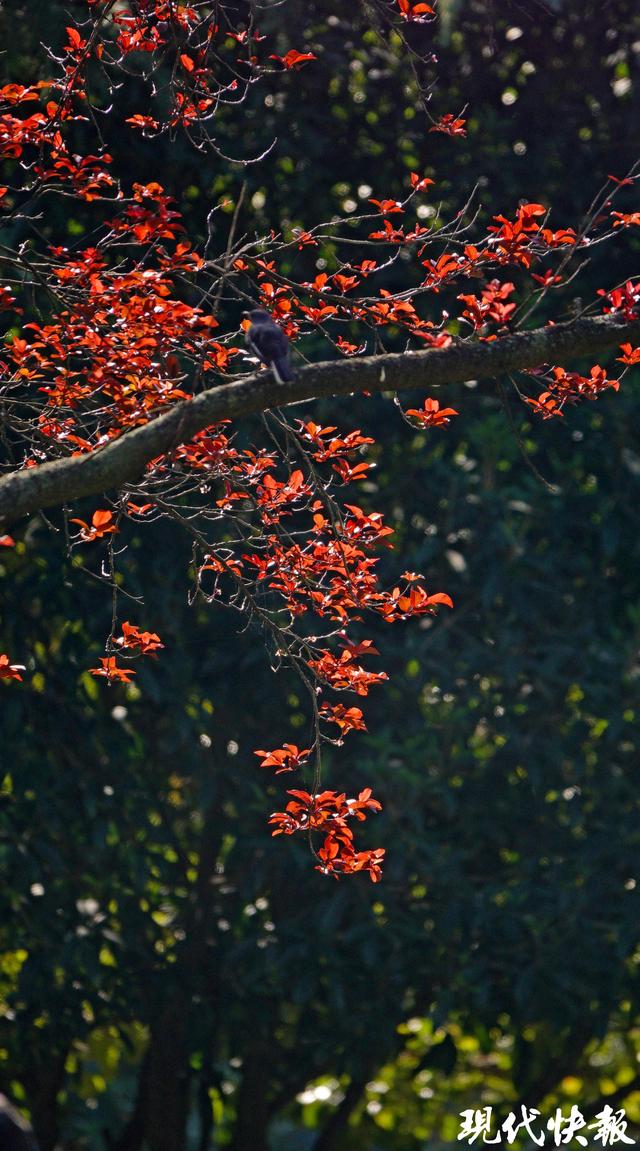 立冬遇秋浓，Citywalk解锁南京斑斓色