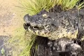 挖掘机师傅清理河道挖出一只鳄鱼，反复确认后，吓得连忙将其“送走”