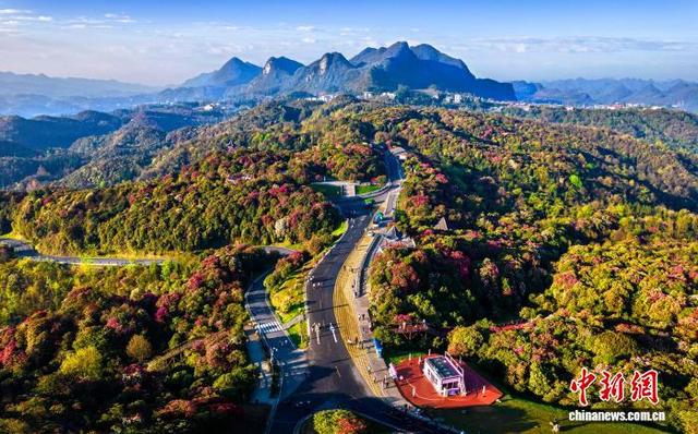 “地球彩带”贵州毕节百里杜鹃景区盛花期吸引游客