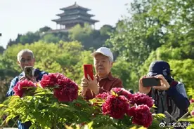 开花比例达七成！景山公园稀有品种牡丹进入盛花期图片