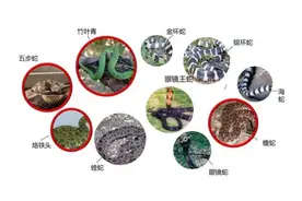 宜宾公布5家储备抗蛇毒血清医院：被蛇咬伤后2小时内使用效果最佳图片