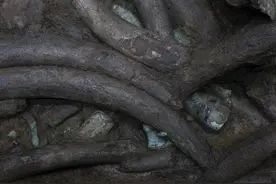 象牙：古蜀人治水的神器图片