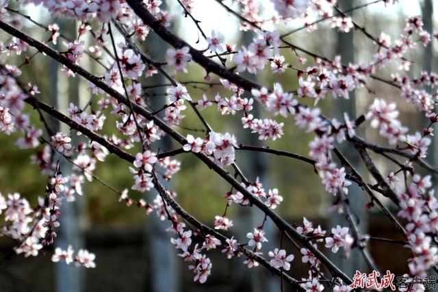 组图丨春意漫染植物园 一城芳华入凉州