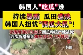 持续暴雨 瓜田遭殃 韩国人担忧“西瓜大乱”图片