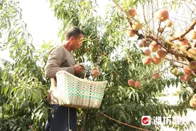 晚熟青州蜜桃熟了！这个秋天不能错过图片
