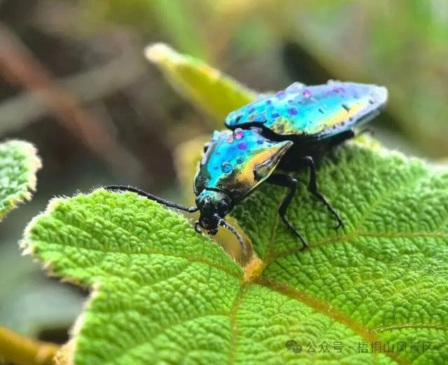 欢迎来到疯狂动物城·罗湖分城