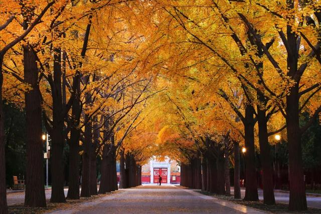 多彩京秋丨全市彩叶树变色率播报（2025.11.7）